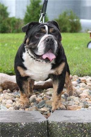 OldeEnglishBulldoggesBeautifulSweetPuppies